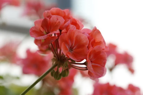 Red geranium flowers in bloom on a white background — Stock Photo, Image