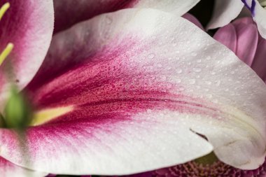 Yumuşak ıslak kırmızı ve beyaz petal yaprak bir çiçek yakın çekim