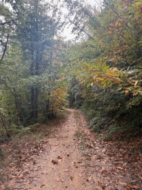 Güzel bir manzara üzerinde sonbahar yapraklarıyla ormanın derinliklerinin arasındaki çakıl yolu.