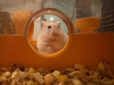 Küçük bir delikten görünen sarı bir kafeste iki ayaklı şirin hamster.