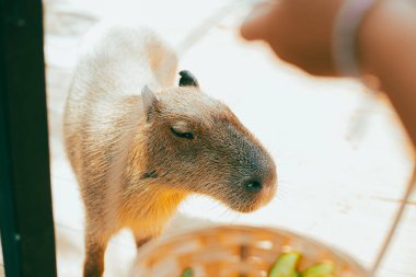Şirin Capybara, vahşi yaşam koruma alanında besleniyor.