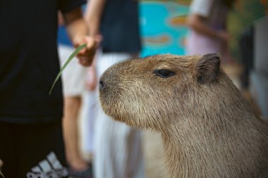 Hayvanat bahçesindeki sevimli ve komik, ciddi bir Capybara 'nın portresi.