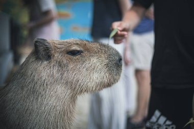Hayvanat bahçesindeki sevimli ve komik, ciddi bir Capybara 'nın portresi.