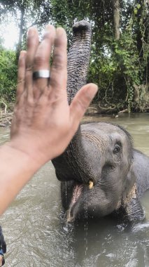 Tayland 'da bir nehirde yıkanan Asya filinin hortumuyla beşlik çaktım.