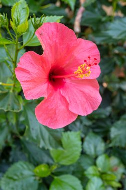 Çiçek açan güzel kırmızı amber çiçeği yeşil bir bahçede sarı polen dolu uzun vajina çiçekleriyle