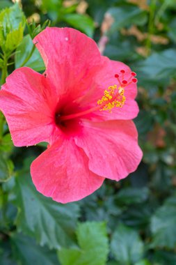 Çiçek açan güzel kırmızı amber çiçeği yeşil bir bahçede sarı polen dolu uzun vajina çiçekleriyle