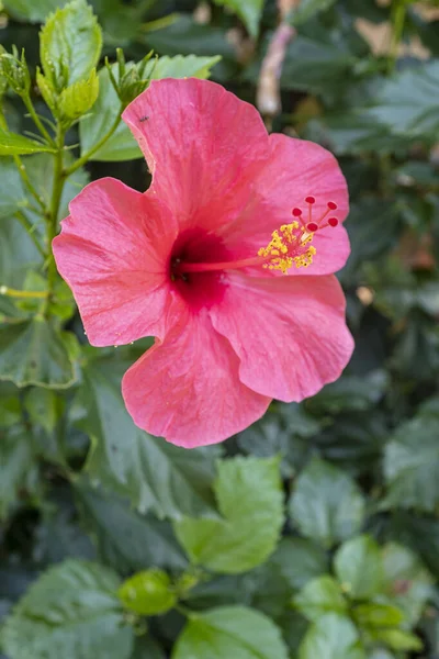 Çiçek açan güzel kırmızı amber çiçeği yeşil bir bahçede sarı polen dolu uzun vajina çiçekleriyle