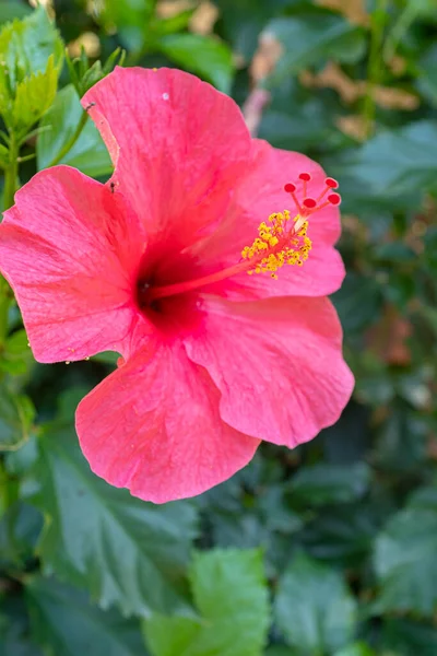 Çiçek açan güzel kırmızı amber çiçeği yeşil bir bahçede sarı polen dolu uzun vajina çiçekleriyle