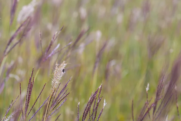 Plantas de color púrpura brillante en flor de cerca textura —  Fotos de Stock