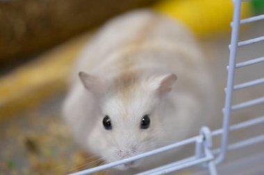 Şirin, küçük, beyaz Rus cüce, siyah gözlü hamster portresi evcil bir kafeste yemek yiyor.