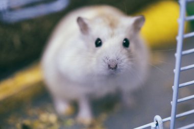 Şirin, küçük, beyaz Rus cüce, siyah gözlü hamster portresi evcil bir kafeste yemek yiyor.