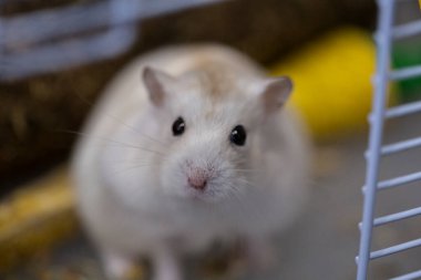 Şirin, küçük, beyaz Rus cüce, siyah gözlü hamster portresi evcil bir kafeste yemek yiyor.