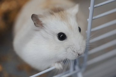 Evcil bir kafeste sevimli, küçük, beyaz Rus cüce hamster portresi.