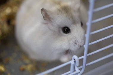 Evcil bir kafeste sevimli, küçük, beyaz Rus cüce hamster portresi.
