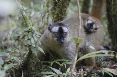 Altın bambu lemur yeşil bir ormanda ve Madagaskar