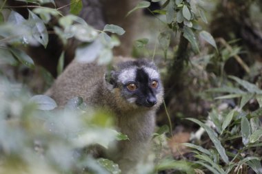 Altın bambu lemur yeşil bir ormanda ve Madagaskar