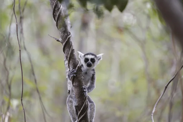 Baby lemur staande op een boom — Stockfoto