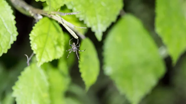 在马达加斯加的蜘蛛 — 图库照片