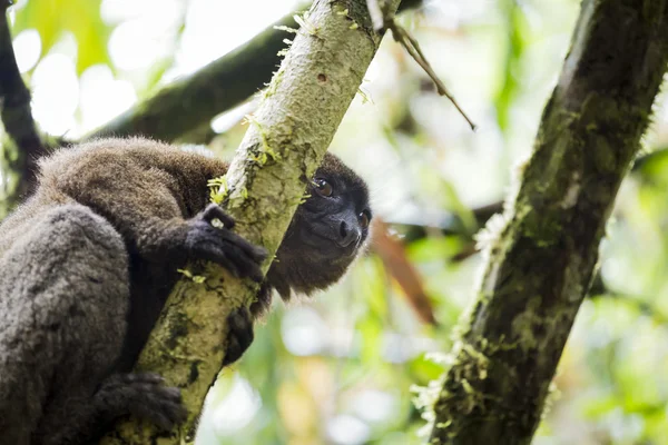 Brązowy lemur leżącego na gałęzi drzewa w Madagaskar — Zdjęcie stockowe