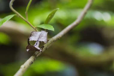 Ölü yaprak mantis kamuflaj Madagaskar içinde ağaç dalı.