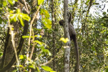 Ranomafana Orman ağacı üzerinde lemur ile