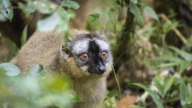 Madagaskar yaban hayatı bir altın bamoo lemur portre üzerinde parlak kırmızı gözleri