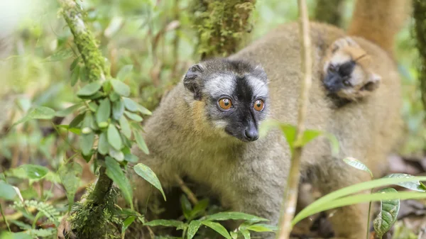 Gouden bamboe lemur met baby in een bos in Madagaskar — Stockfoto