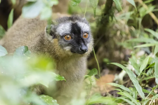 Madagaskar yaban hayatı bir altın bamoo lemur portre üzerinde parlak kırmızı gözleri