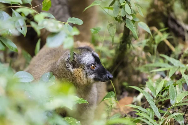 Madagaskar yaban hayatı bir altın bamoo lemur portre üzerinde parlak kırmızı gözleri