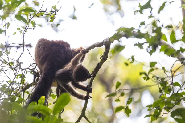 Şirin Bebek lemur ağaç üzerinde şube oynarken