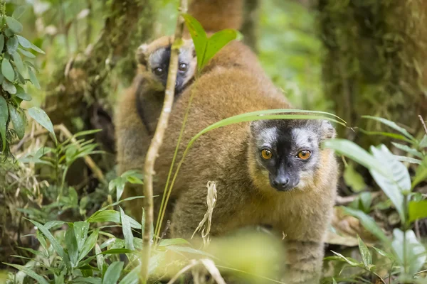 Bebek doğurmak Madagaskar'daki sırtında ile kahverengi lemur