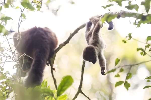 Şirin Bebek lemur ağaç üzerinde şube oynarken