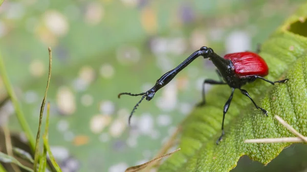 Madagaskar zürafa böcek makro doğa
