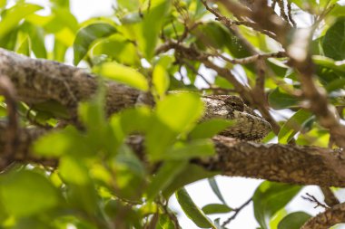 Bukalemun bir ağaç dalı üzerinde göz
