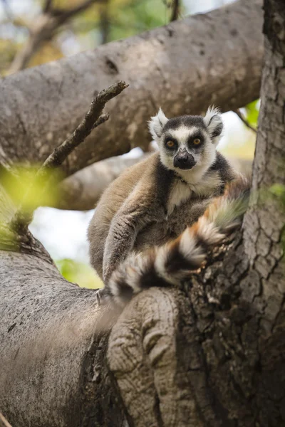 De staart lemur ring op een boom — Stockfoto