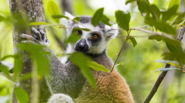 Oog van de lemur — Stockfoto