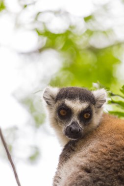 Kahverengi halka kuyruklu Maki portre Madagaskar