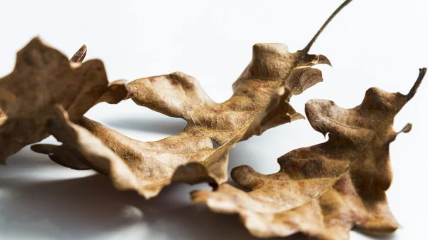 Сушеные коричневые мертвые листья на белом фоне — стоковое фото