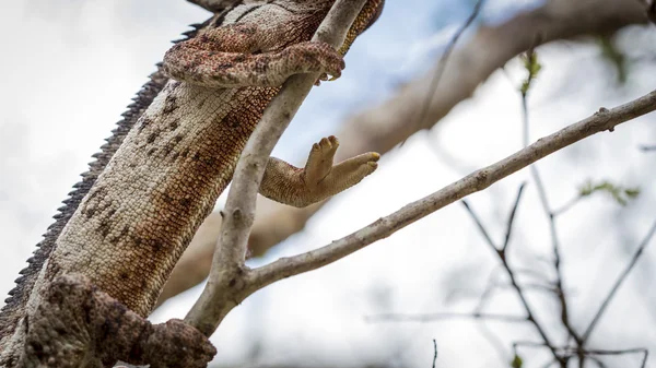 Oustalet kameleont hand på en gren-träd — Stockfoto