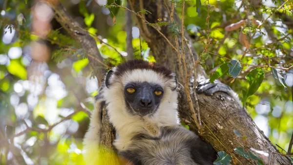Harig Verraux sifaka's lemur hoofd portret in Madagaskar wildlife — Stockfoto