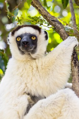 Madagaskar bir ağaç üzerinde beyaz Verraux Sifaka duran