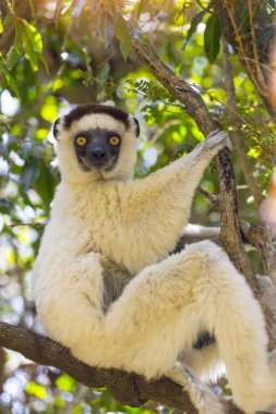 Madagaskar bir ağaç üzerinde beyaz Verraux Sifaka duran