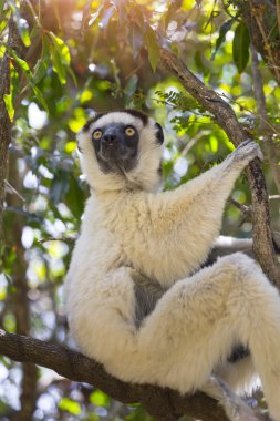Madagaskar bir ağaç üzerinde beyaz Verraux Sifaka duran