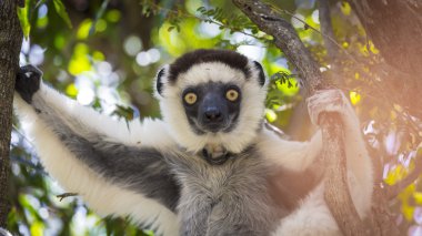 Madagaskar, Afrika yaban hayatı sahnede Sifaka şirin portre