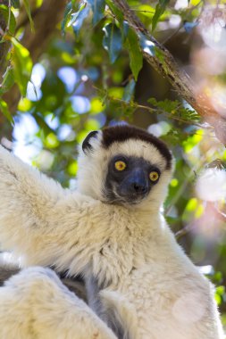 Madagaskar parlak ve renkli bir ormanda üzerinde beyaz tüylü sifaka