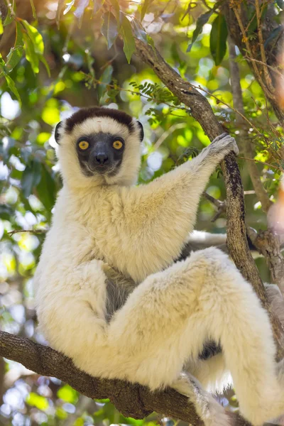 White Verraux sifaka's staande op een boom in Madagaskar — Stockfoto