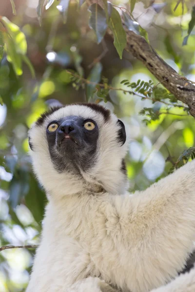 Sifaka's leuk portret in een scène van de wilde dieren in Madagaskar, Afrika — Stockfoto