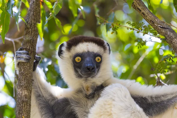 Gele diepe blik ogen op een witte lemur in Madagaskar — Stockfoto