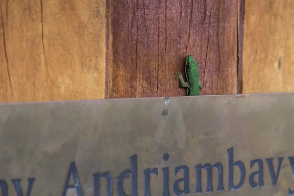 Gröna geko ödla gömmer sig på en trävägg — Stockfoto