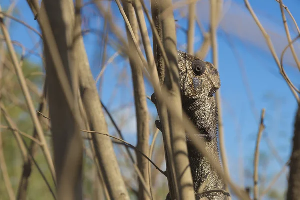 Bukalemun gizleme Madagaskar üzerinde kahverengi